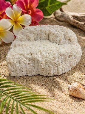 White Fossil Coral  Quality Specimen 5.75x4.5x2.5